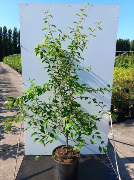 Holz-Quitte / Chinesische Quitte / Pseudocydonia sinensis