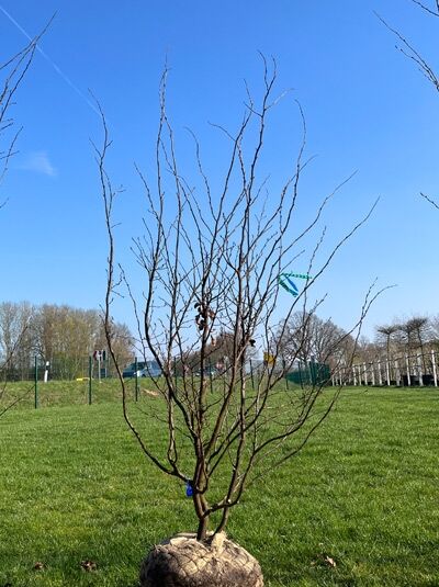 Eisenholzbaum / Parrotie 200- 250 cm / Parrotia persica 'mehrstämmig' (876217)