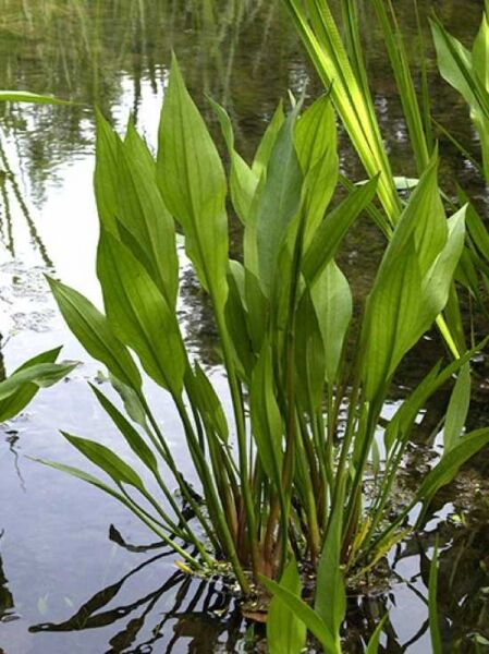 Breitblättriger Froschlöffel / Gemeiner Froschlöffel / Alisma plantago-aquatica