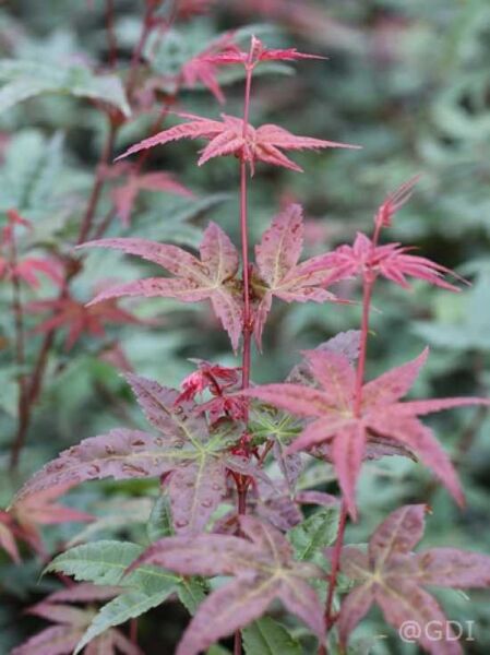 Japanischer Schlitz-Ahorn 'Beni-maiko'  / Acer palmatum 'Beni-maiko'