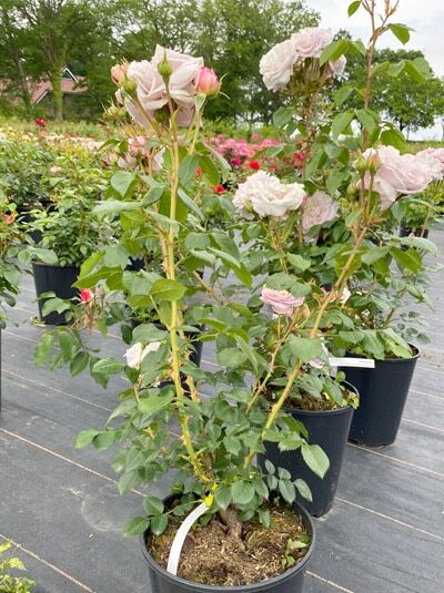 Strauchrose Rosa 'Herkules'® (C5) im Topf, aufrechter Wuchs mit hellrosa Blüten und grünen, gefiederten Blättern.