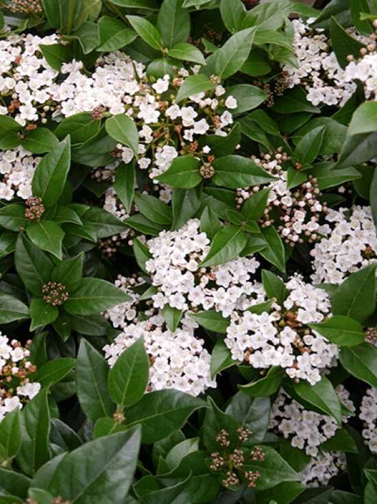 MittelmeerSchneeball / Viburnum tinus kaufen