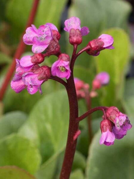 Bergenie, Riesensteinbrech 'Winterglut' / Bergenia cordifolia 'Winterglut'