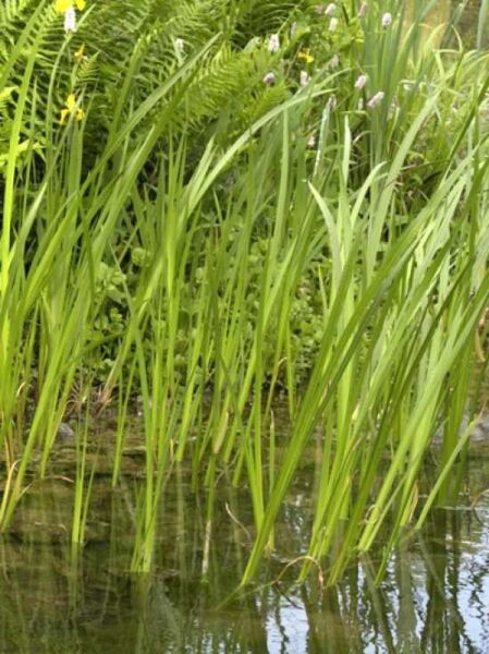 Kalmus / Kolbenblütiger Kalmus / Acorus calamus