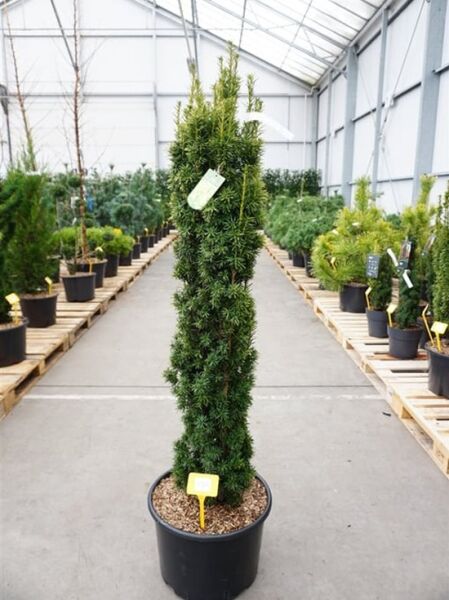 Gelbe Säulen-Eibe / Gelbe Säulen-Eibe