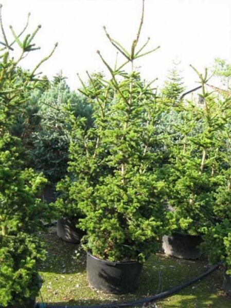 Picea pungens 'Lucky Strike' / Stech-Fichte 'Lucky Strike' 150-175 cm C60 im Container, dicht verzweigt mit grünen Nadeln