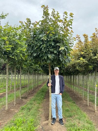 Acer platanoides 'Globosum' Kugel-Ahorn, Hochstamm Kugelbaum ca. 225 cm, Stammumfang 14–16 cm, mit Drahtballen