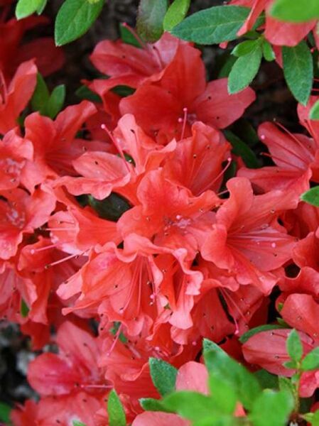 Japanische Azalee 'Juliette' / Rhododendron nakaharai 'Juliette'
