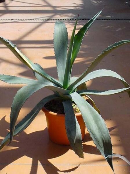 Amerikanische Agave / Amerikanische Agave