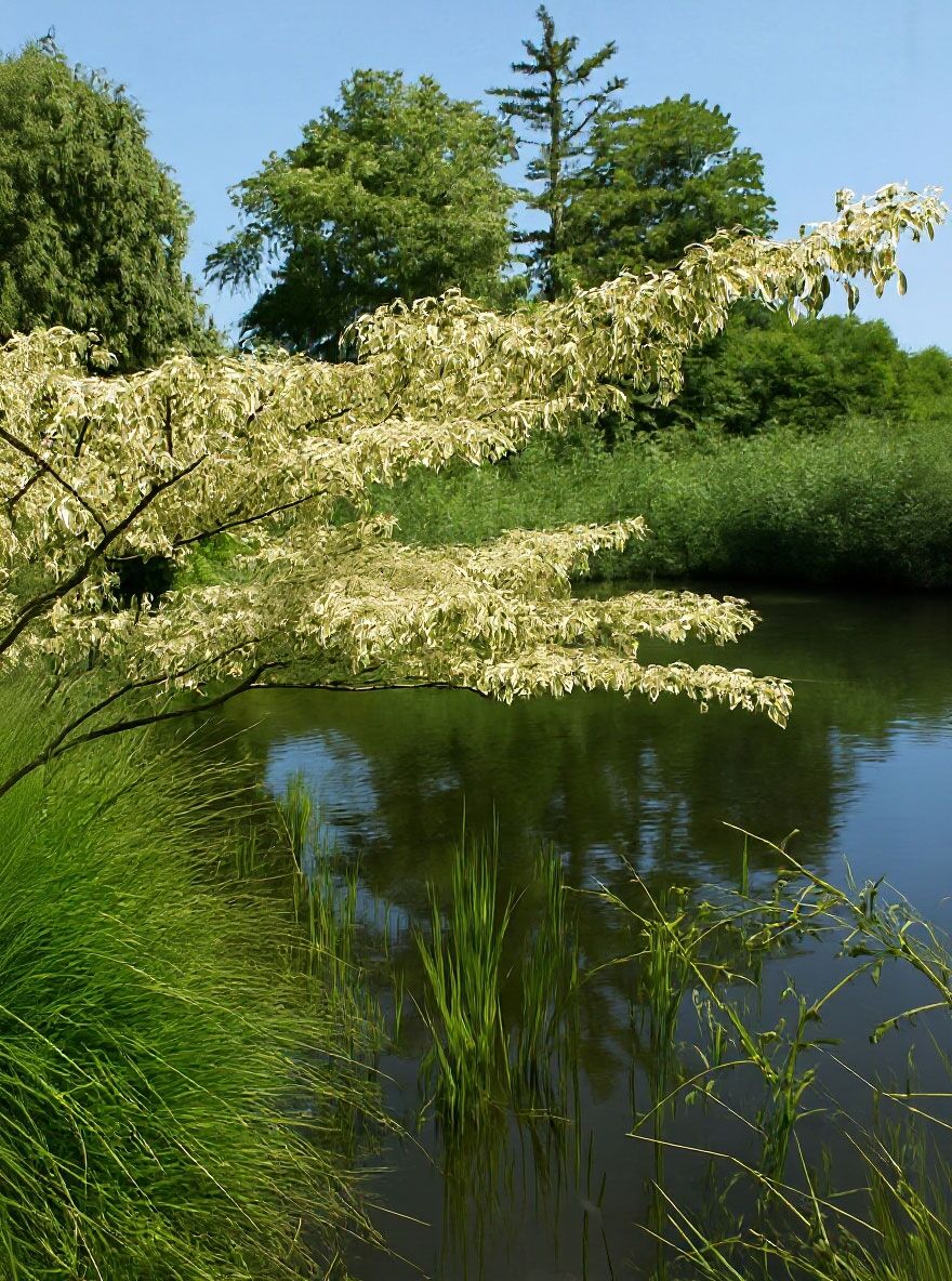 Weibunter Pagoden-Hartriegel - Cornus controversa 'Variegata' - Baumschule  NewGarden