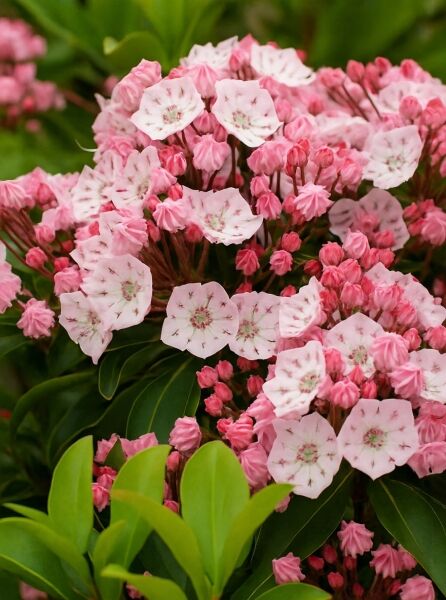 Kalmia latifolia 'Splendens' (Lorbeerrose/Berglorbeer) mit rosa-weißen Blüten und rosafarbenen Knospen, glänzendem Laub
