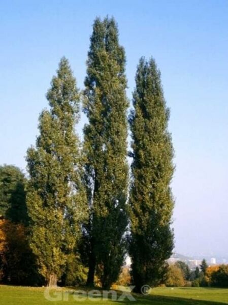 Populus nigra 'Italica' / Pyramiden-Pappel / Säulen-Pappel