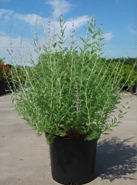 Perovskia atriplicifolia 'Blue Spire' / Blauraute 'Blue Spire' 40-60 cm C10 im Pflanzcontainer, aufrechte Triebe mit Blütenähren.