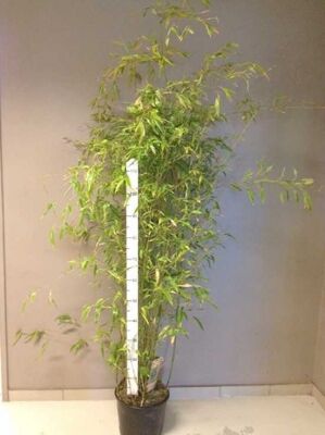 Goldener Peking Bambus - Phyllostachys aureosulcata 'Aureocaulis'