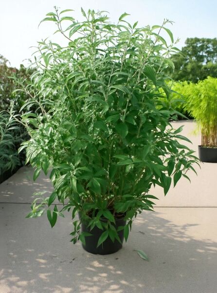 Schmetterlingsflieder Buddleja davidii 'Pink Delight' 125-150 cm C20, buschige Pflanze im schwarzen Topf mit grünem Laub