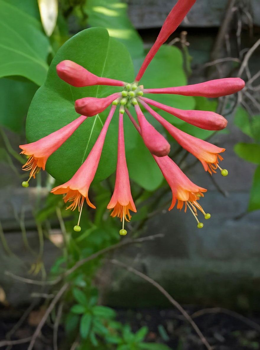 Rote Geischlinge 'Dropmore Scarlet' - Lonicera brownii 'Dropmore Scarlet'