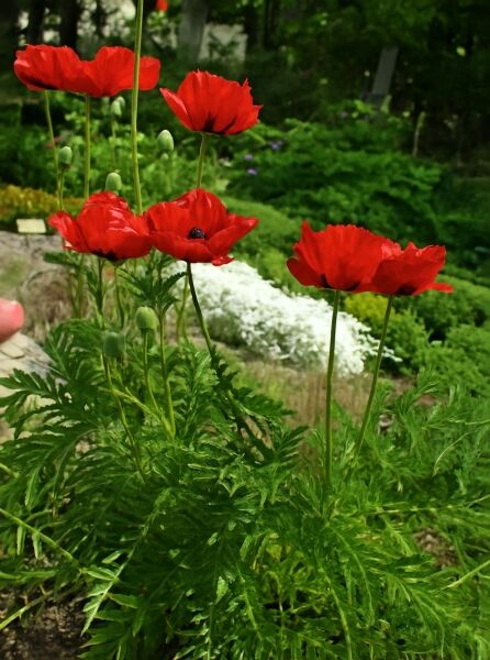 Papaver orientale 'Beauty of Livermere' / Orientalischer Mohn 'Beauty of Livermere' mit roten Blüten und Knospen an langen Stielen