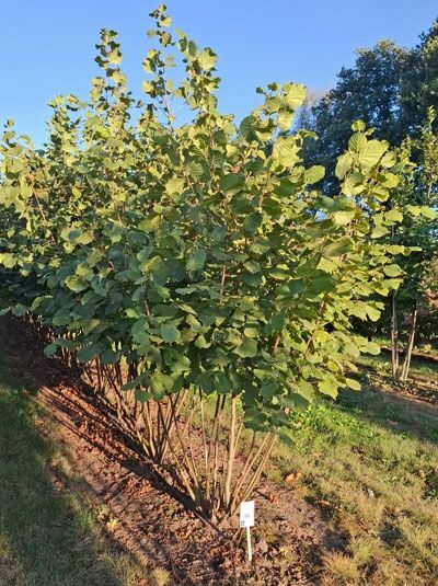 Gewöhnliche Hasel / Haselnuss / Corylus avellana