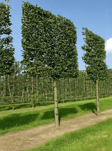 Carpinus betulus (Hainbuche/Weißbuche) Hochstamm-Spalier, rechteckig geschnittene Krone am Stamm auf Spaliergerüst.