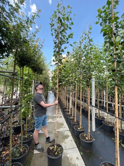Weißrindige Himalaja-Birke (Betula utilis 'Doorenbos') Hochstamm im Container, 8–10 StU, junger Baum mit Stützpfahl und grünen Blättern.