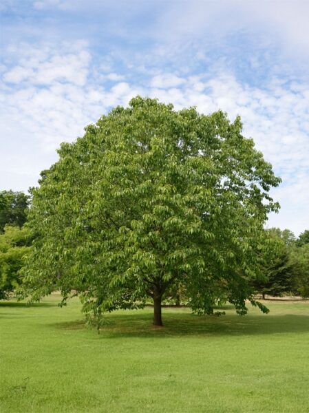 Japanischer Rosinenbaum (Hovenia dulcis) als ausgewachsener Laubbaum mit breiter Krone und dichtem grünem Laub.