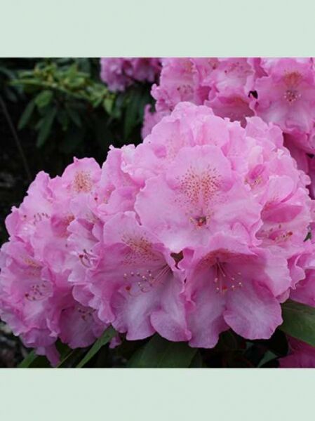 Rhododendron 'Frentano' / Rhododendron fortunei 'Frentano' -R-