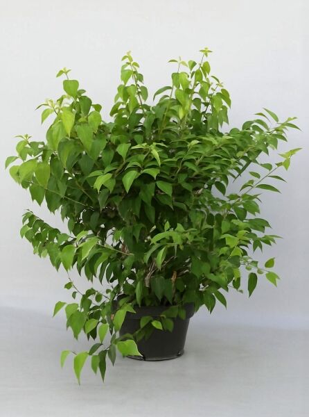 Viburnum plicatum f. tomentosum / Filziger Japanischer Schneeball, 125-150 cm, im Topf C35 mit grünem Laubbusch.