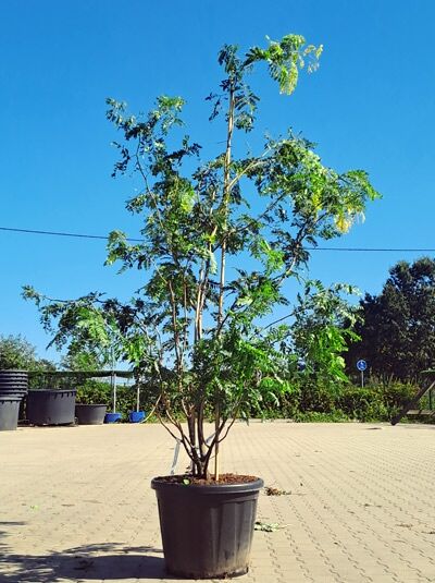Gold-Gleditschie 250-300 cm Schirmform / Gleditsia triacanthos 'Sunburst' (1577121)