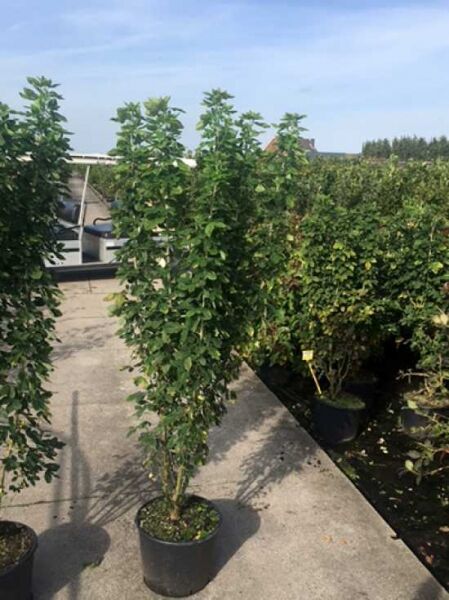 Gemeiner Goldregen 'Sun Spire' / Gemeiner Goldregen 'Sun Spire'