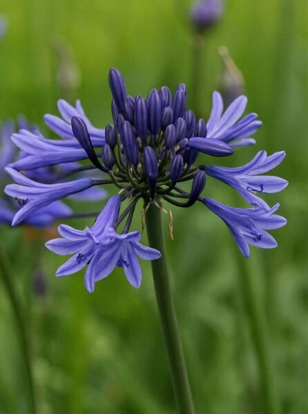 Schmucklilie „Navy Blue“ (Agapanthus africanus 'Navy Blue') mit blauviolettem Blütenstand und Knospen am Stiel
