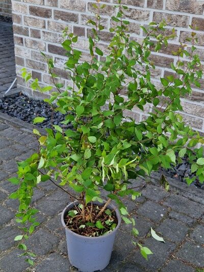 Kolkwitzie &#039;Pink Cloud&#039; / Perlmuttstrauch &#039;Pink Cloud&#039; / Kolkwitzia amabilis &#039;Pink Cloud&#039;