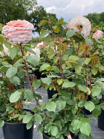 Edelrose 'Courage' ® / Edelrose 'Courage' ®