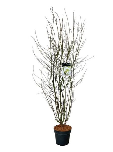 Fächer-Ahorn / Japanischer Ahorn / Acer palmatum