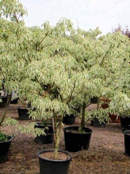 Weißbunter Pagoden-Hartriegel Cornus controversa 'Variegata' im Topf, 150–175 cm, C50, mit weißgrün panaschierten Blättern.