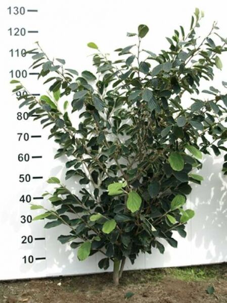 Zaubernuss 'Arnold Promise' / Zaubernuss 'Arnold Promise'