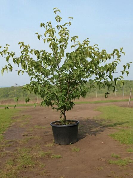 Japanischer Blumen-Hartriegel Cornus kousa 'National', 125–150 cm, im Container C50 mit grünem Laub und verzweigtem Wuchs.
