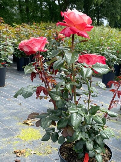 Rosa 'Nostalgie ®' / Edelrose 'Nostalgie' A-Qualität C5, Rosenstrauch im Topf mit rosa-weißen Blüten und dunkelgrünem Laub