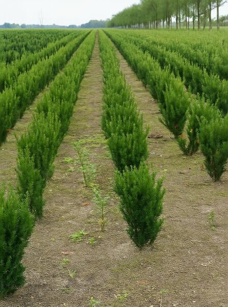 Taxus media 'Hillii', männliche Becher-Eibe 'Hillii' 50-60 cm m. B., immergrüne junge Pflanzen in Reihe im Baumschulfeld