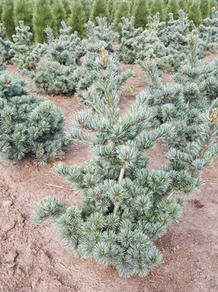 Pinus parviflora 'Negishi' / kompakte blaue Mädchenkiefer, 100-125 cm m. B., blaugraue Nadeln, buschiger Wuchs in Ballenware