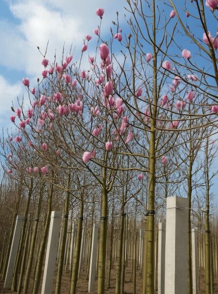 Rotblütige Magnolie 'Spectrum' (Magnolia 'Spectrum') Hochstamm mit rosa Blüten an kahlen Zweigen, 16-18 StU, m. Db.