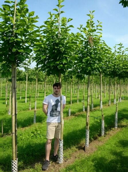 Magnolia soulangiana / Tulpen-Magnolie Hochstamm 12-14 StU m. Db., junger Hochstamm mit grünem Laub und rundlicher Krone