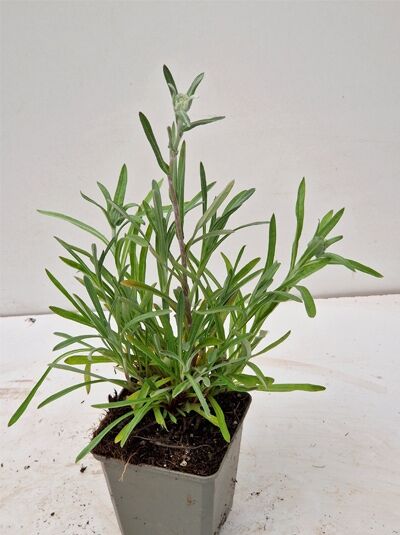 Leontopodium alpinum (Alpenedelweiß) P9 im Topf mit aufrechtem Wuchs und schmalen, graugrünen Blättern