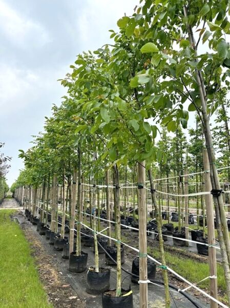 Gemeine Walnuss (Juglans regia) Hochstamm 10-12 StU im Container, junger Baum mit grünem Laub, angebunden an Stützpfahl.