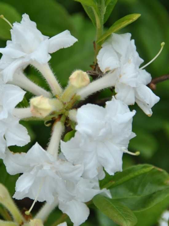 rhododendron nugget pink Royal Pink main image 0