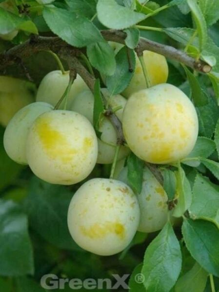 Prunus domestica 'Reine Claude d'Oullins' / Pflaume 'Reine Claude d'Oullins'