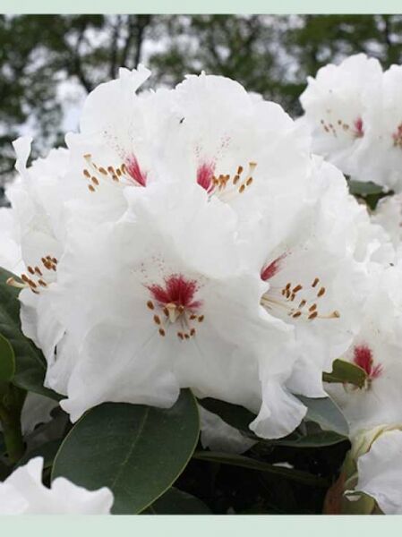 Rhododendron 'Schneespiegel' / Rhododendron wardii 'Schneespiegel' -S-