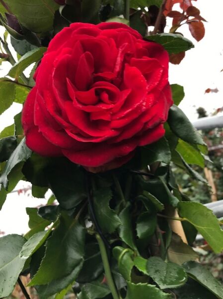 Kletterrose 'Santana' / Rosa 'Santana ®'