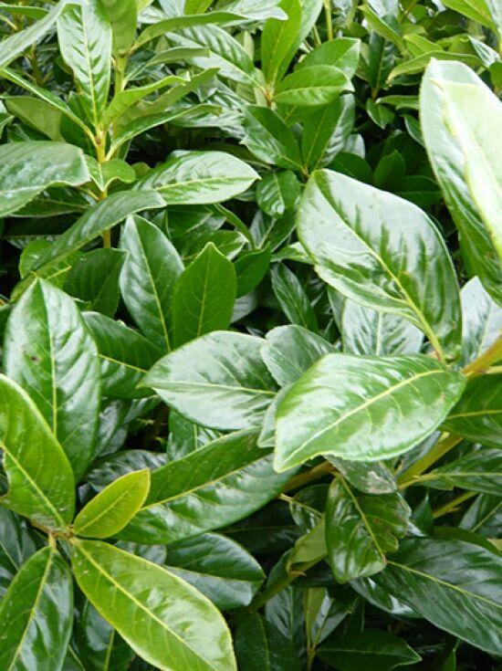 Kirschlorbeer 'Novita' 125150 cm mit Ballierung / Prunus laurocerasus