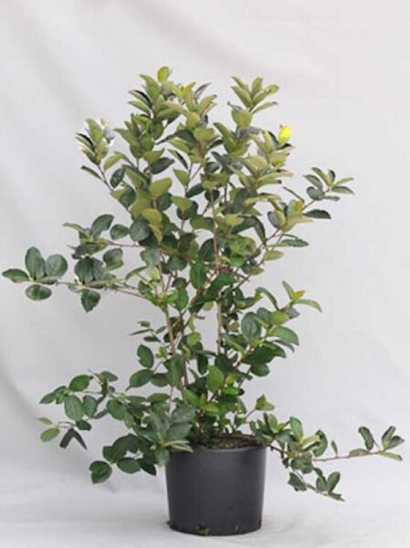 Aronia arbutifolia 'Brilliant' / Apfelbeere 'Brilliant' / Zwergvogelbeere 'Brilliant'
