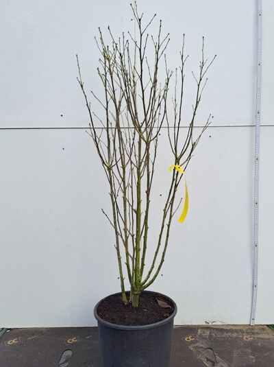 Garten-Eibisch 'Blue Chiffon' ® / Garten-Eibisch 'Blue Chiffon' ®